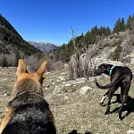 Andorra with your dog: the complete guide to a perfect escape