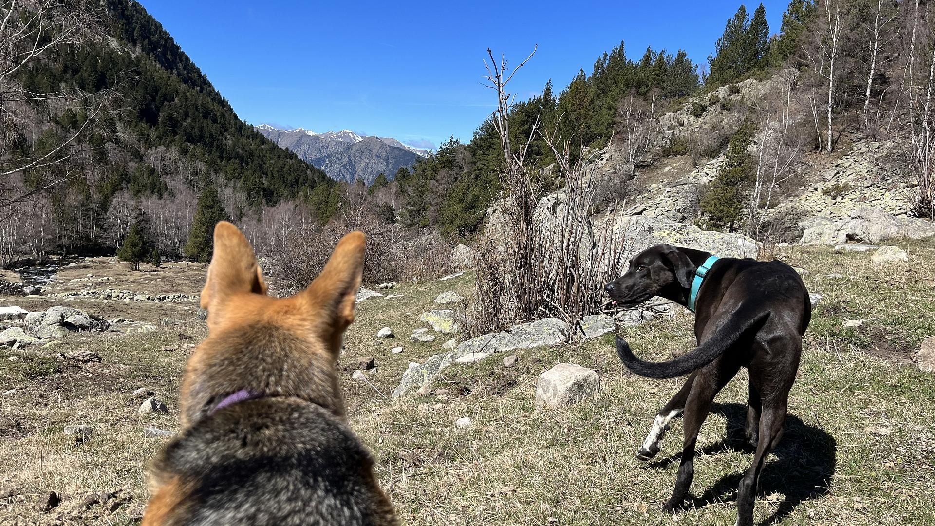L'Andorre avec votre chien : le guide complet pour une escapade parfaite