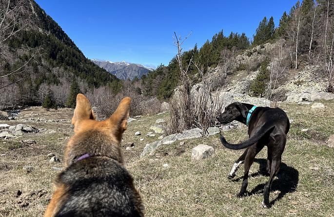 Andorra with your dog: the complete guide to a perfect escape