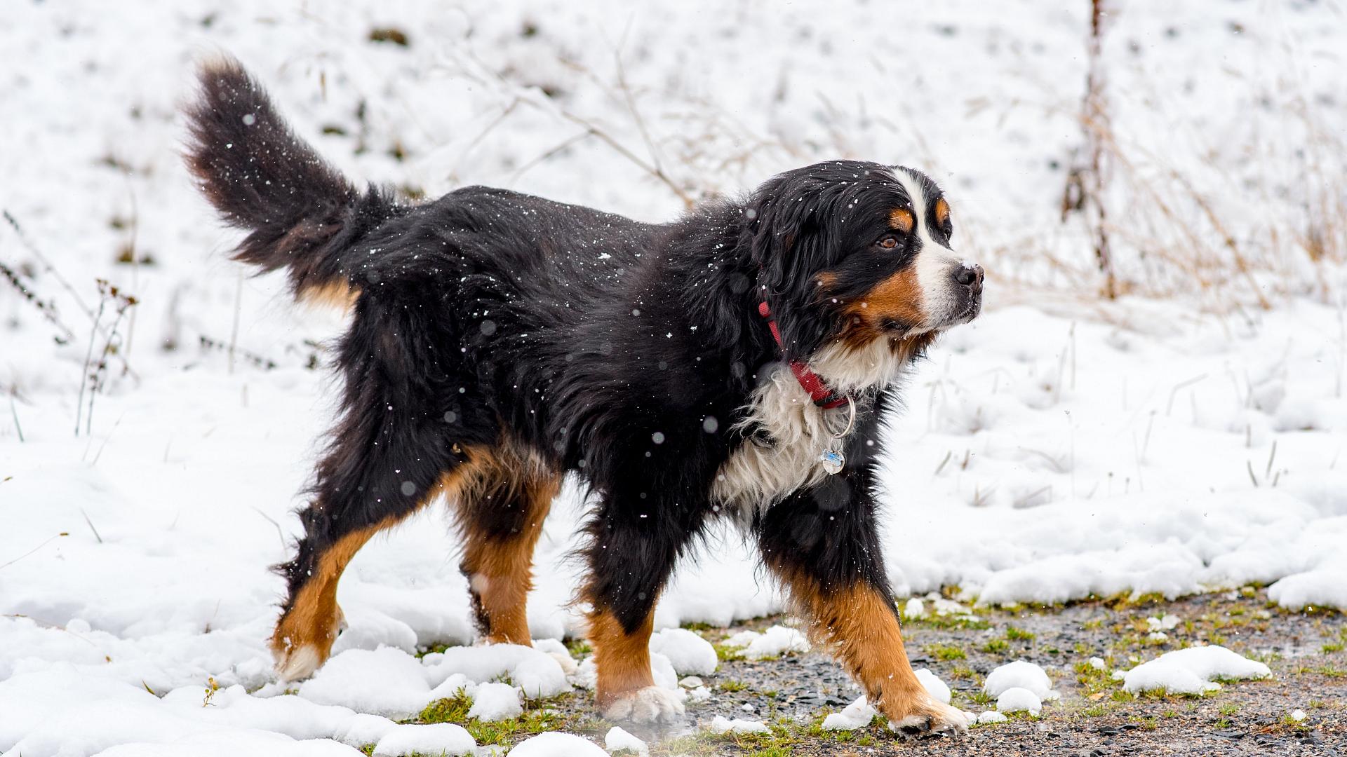 Hotel pet-friendly en Escaldes-Engordany