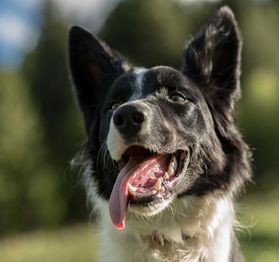 Disfruta de Andorra mientras cuidamos de tu perro
