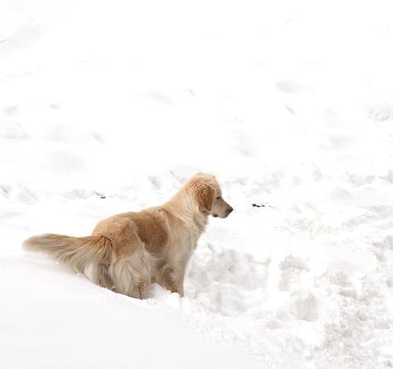 Reserva tu escapada pet-friendly en Andorra