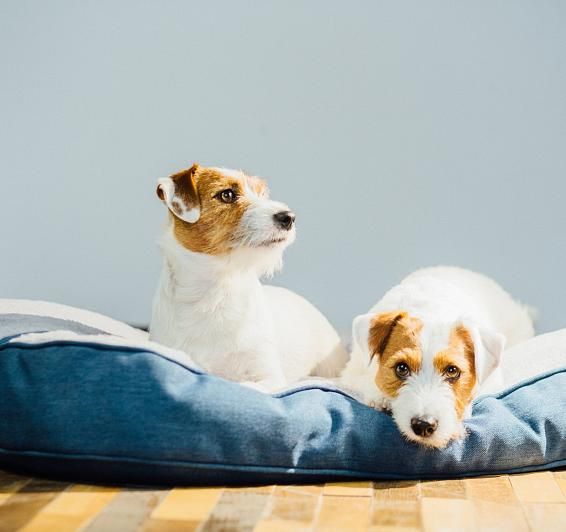 ¿Qué incluye la estancia con mascota?