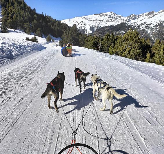 Mushing