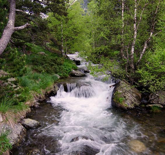 Forêt de Sorteny